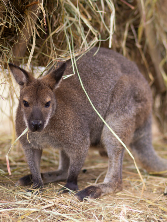 Wallaby Kängurus